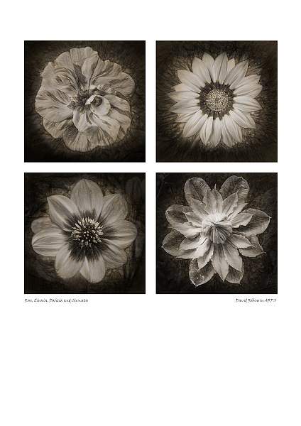 Rose Zinnia Dahlia Clematis.jpg
